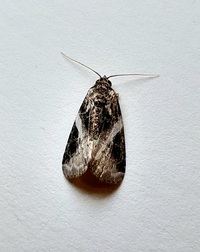 Pseudeustrotia carneola