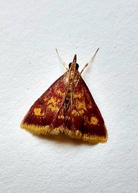 Pyrausta acrionalis