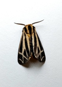 Apantesis carlotta