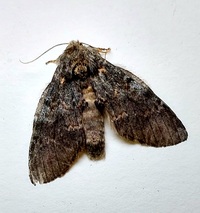 Peridea angulosa