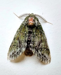 Heterocampa umbrata