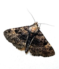 Metalectra discalis