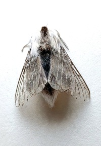 Tolype unidentified species