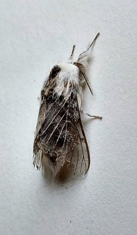 Tolype unidentified species