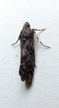 Sciota virgatella
