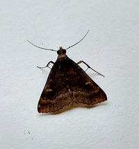 Tetanolita floridana