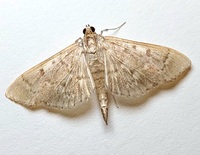 Herpetogramma unidentified species