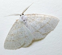 Cabera variolaria