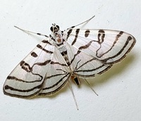 Conchylodes ovulalis