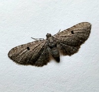Eupithecia affinata