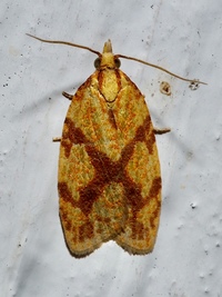 Sparganothis sulfureana