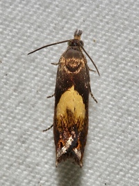 Dichrorampha bittana