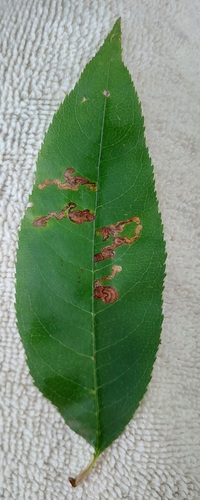 Stigmella prunifoliella