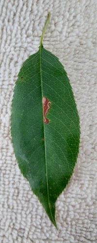 Bucculatrix pomifoliella