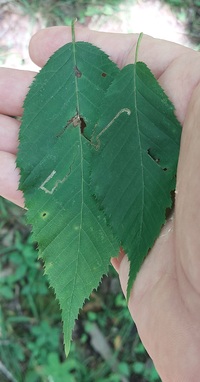 Stigmella corylifoliella