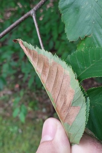 Acleris placidana