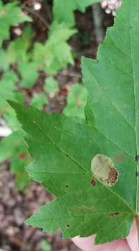 Cameraria aceriella