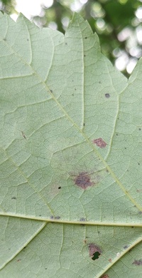 Cameraria aceriella
