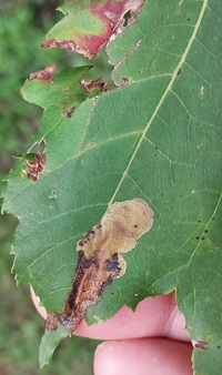 Cameraria aceriella