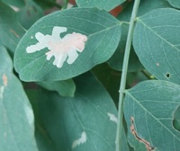 Parectopa robiniella