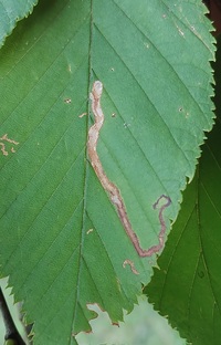 Stigmella unidentified species