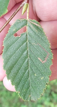 Stigmella unidentified species