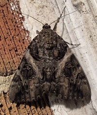 Catocala piatrix