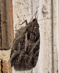 Catocala piatrix
