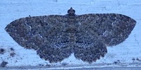 Disclisioprocta stellata