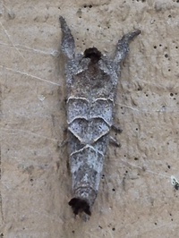 Clostera inclusa