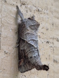 Clostera inclusa