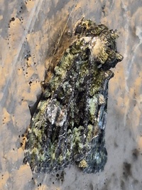 Phosphila miselioides