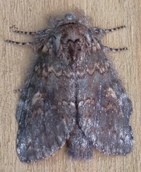 Cecrita biundata