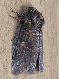 Cecrita biundata