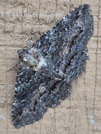 Zale aeruginosa
