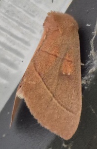 Nadata gibbosa