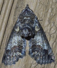 Paectes abrostoloides
