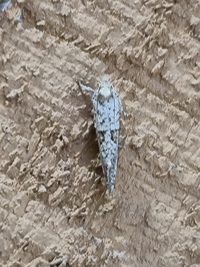 Acrolophus unidentified species
