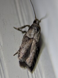 Blastobasis glandulella
