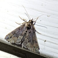 Hypena baltimoralis