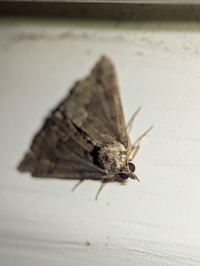 Hypena baltimoralis