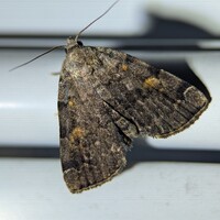 Idia americalis