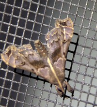 Palthis asopialis