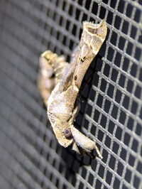 Palthis asopialis