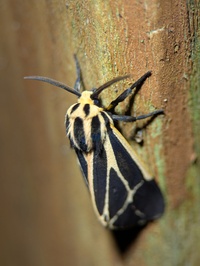 Apantesis unidentified species