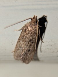 Glyphidocera juniperella