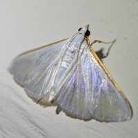 Diaphania costata