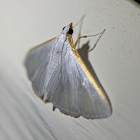 Diaphania costata