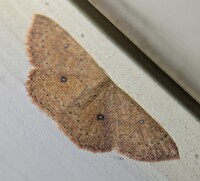 Cyclophora packardi