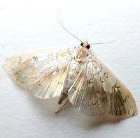 Pantographa limata